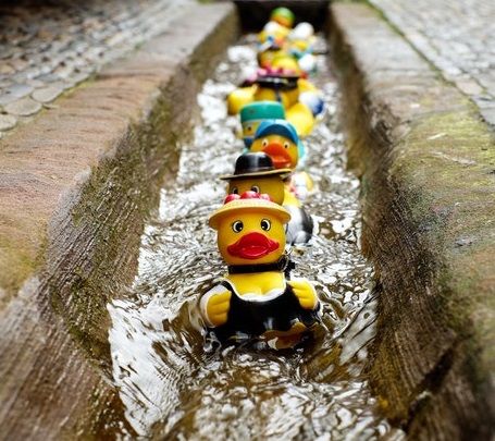 Little yellow plastic ducks all lined up and swimming down a gutter